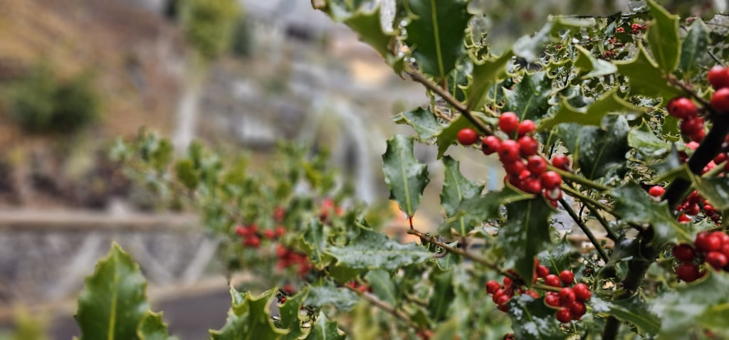 A holly branch with bright red berries and frosted green leaves, the site stone stairs blurred behind