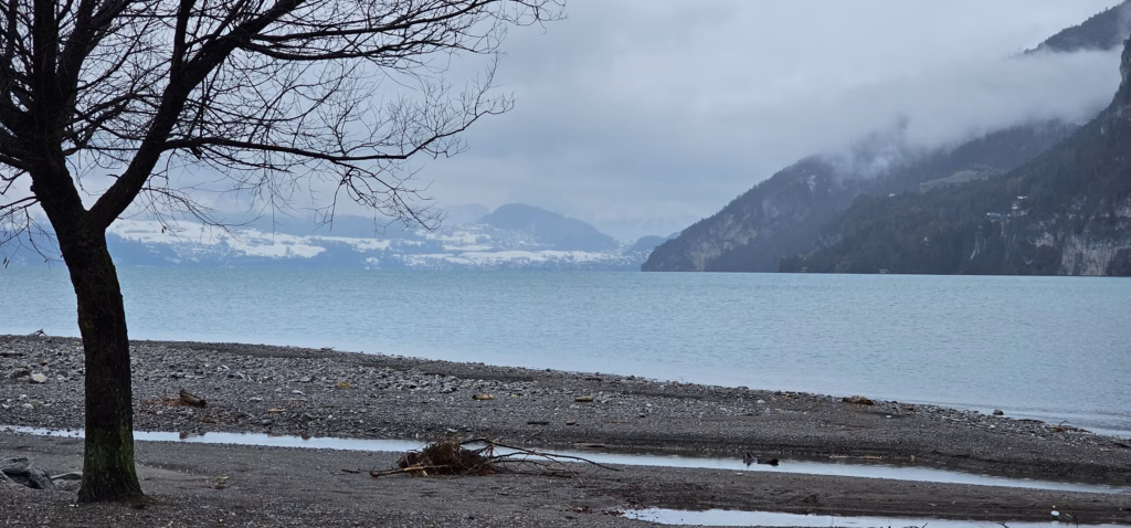 A bare tree on the pebbly shore framing the turquoise Lake Thun and snow-dusted ridges