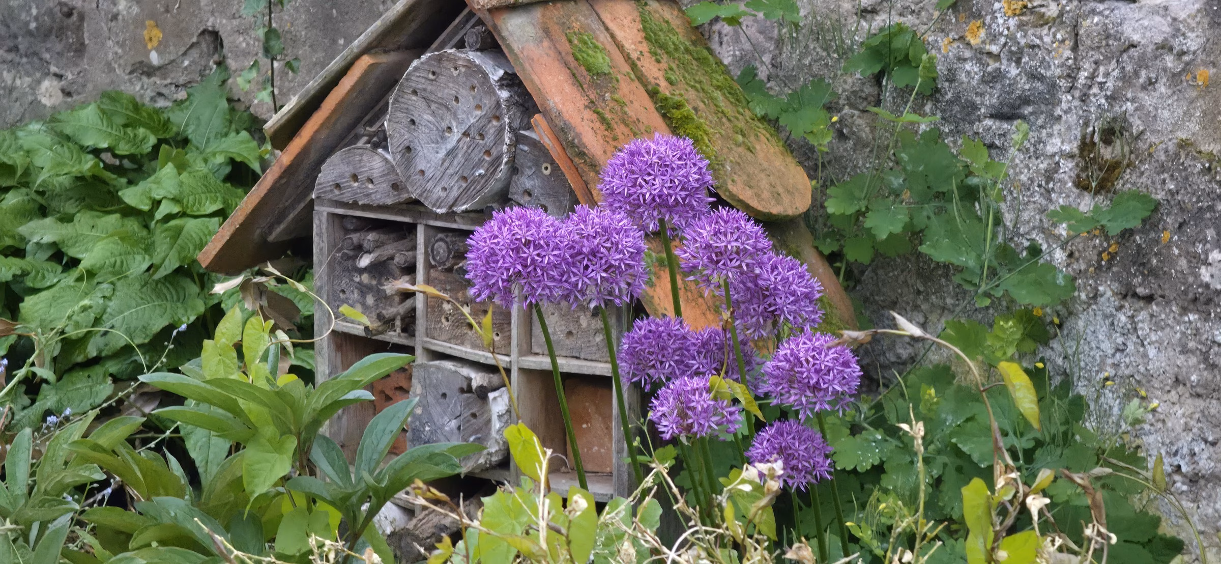 A wooden insect hotel framed by purple Allium flowers in bloom in a Wissembourg garden