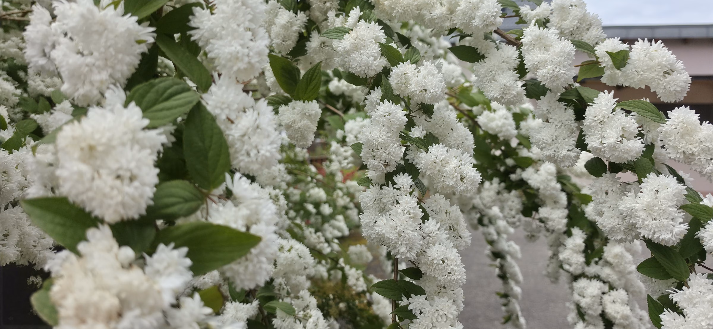 A dense cluster of small white double-flowered blooms in the garden border at the Deutsches Weintor