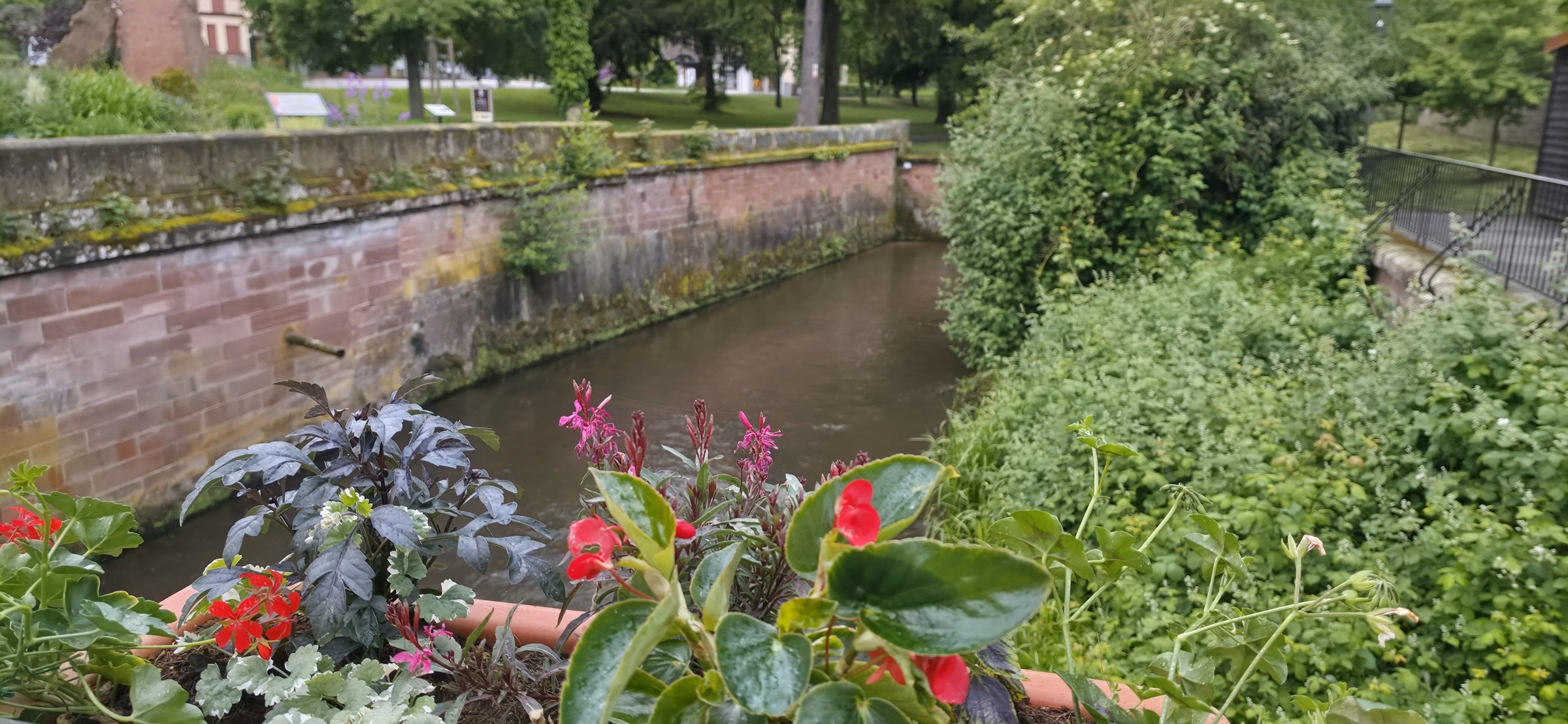 The Lauter canal in Wissembourg framed by a planter of small red flowers and dark purple foliage in the foreground