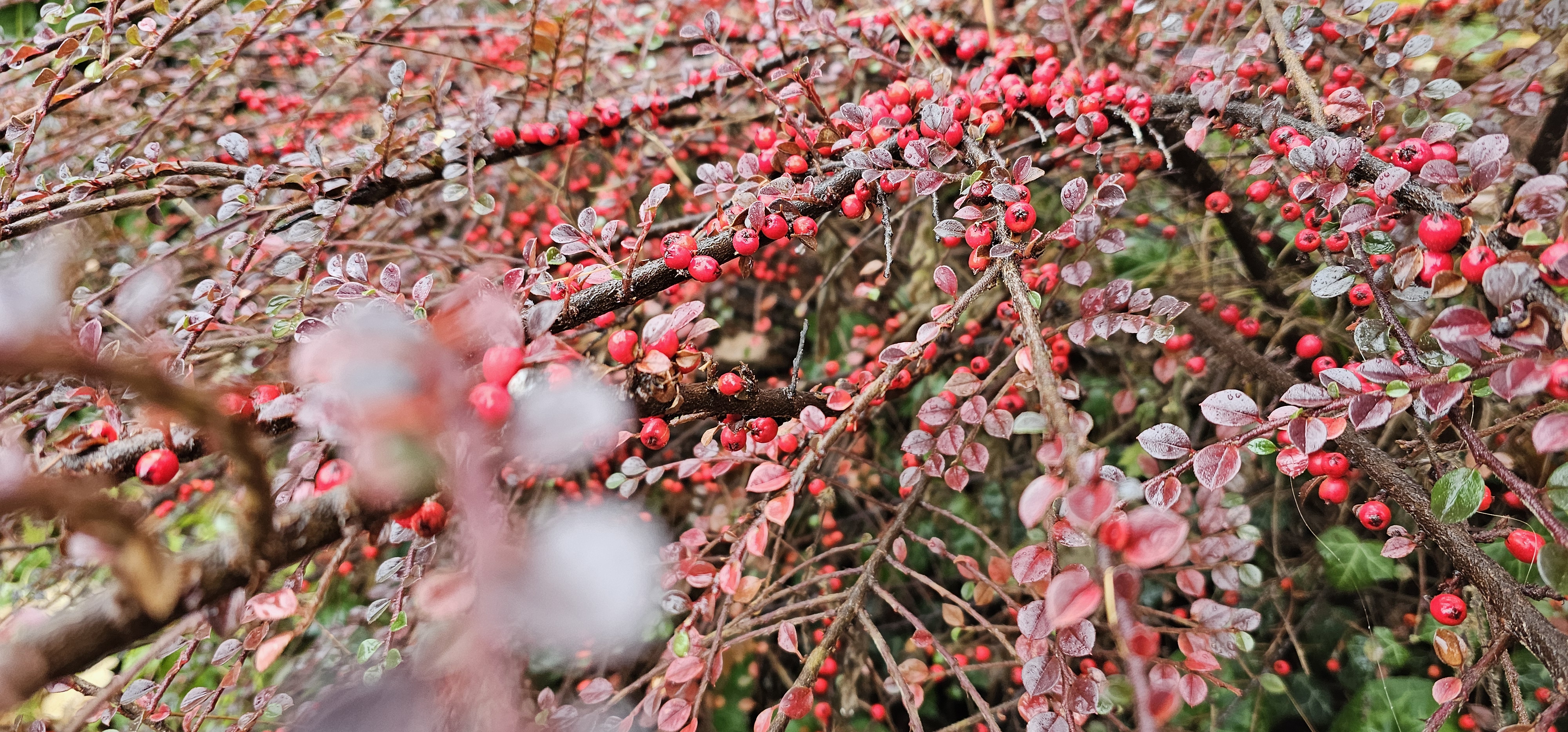 Holly berries beside the entrance path in the outdoor park area, St. Beatus Caves, December