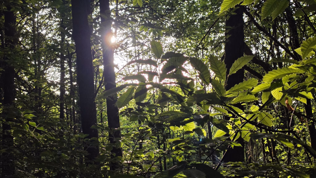 Morning light breaking through the green Pfaelzerwald canopy on the descent