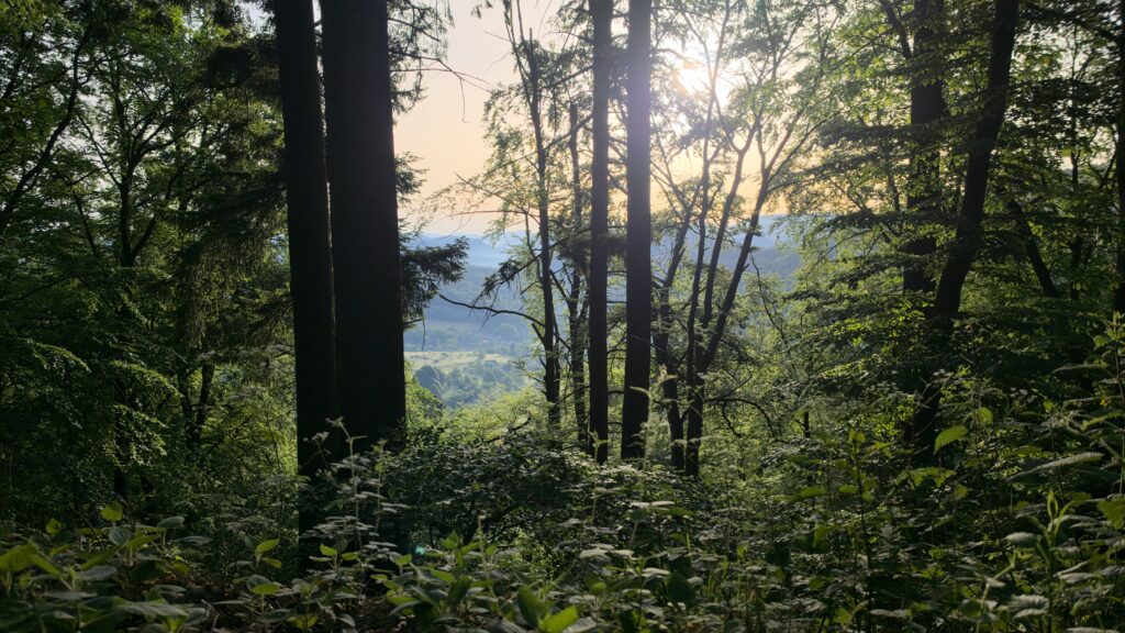 Sunlit Pfälzerwald canopy above Wegelnburg castle with morning light streaming through the trees