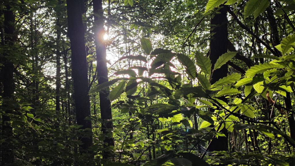 Direct morning sun bursting through the forest canopy at the northern edge of the Wegelnburg ridge